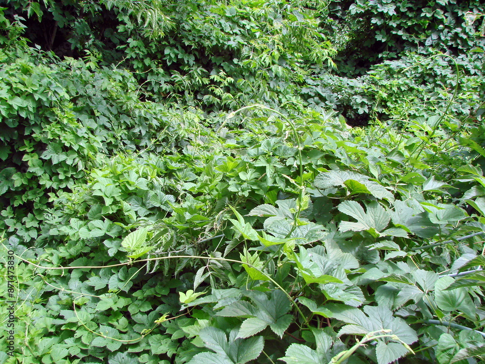 Natural green background of creeping forest plants forming impassable thickets at the foot of trees. Natural green background of creeping forest plants forming impassable thickets at the foot of trees.