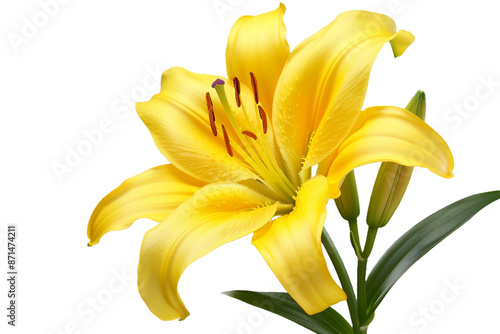 yellow lily flower isolated on transparent background