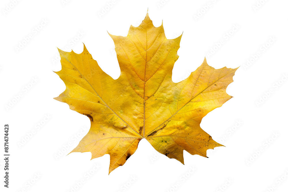 yellow maple leaf isolated on transparent background yellow maple leaf isolated on transparent background
