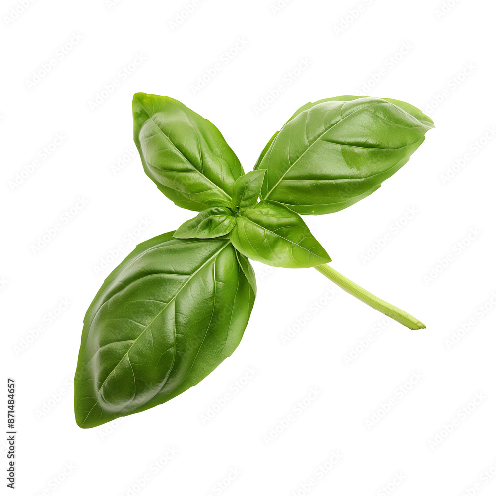 Fototapeta premium Basil, Herb, Isolated on Transparent Background, Graphic Resource for Gourmet Advertising, Menu Design, Website Banners, Packaging, and Social Media Campaigns 