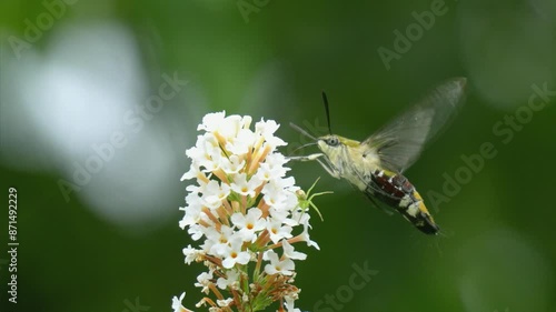ブッドレアの花で蜜を集めるオオスカシバ