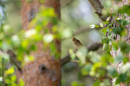 Tree Pipit Anthus trivialis - forest bird on a branch