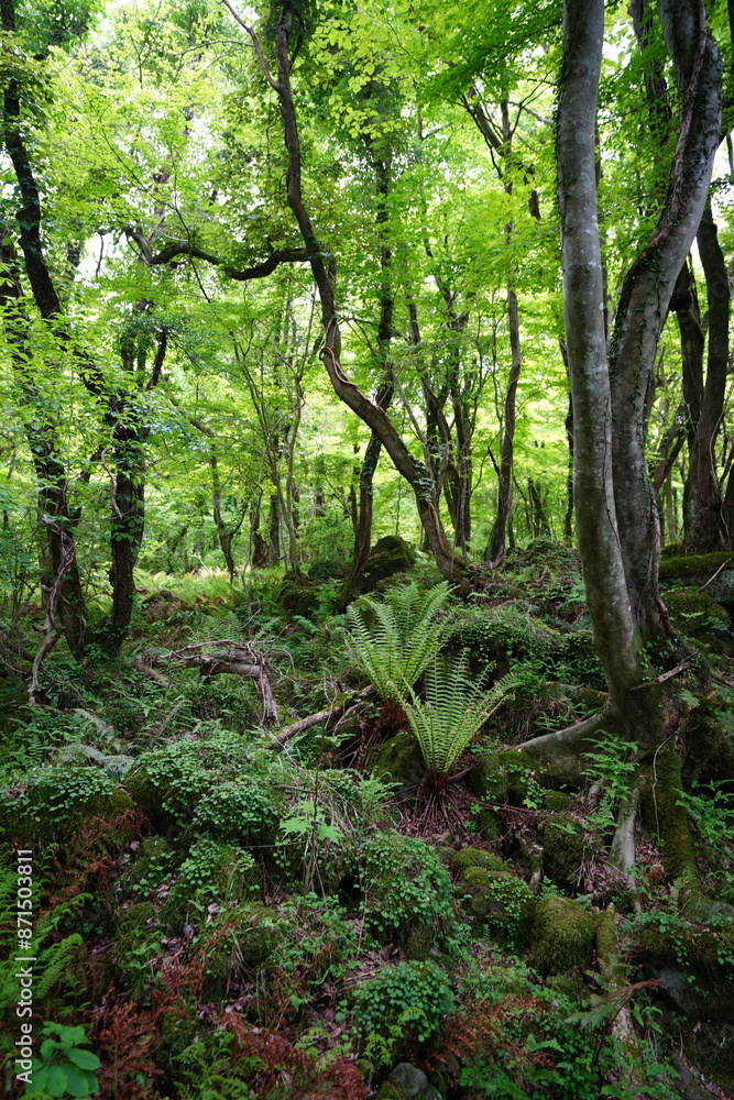 fresh ferns and old trees in deep forest fresh ferns and old trees in deep forest