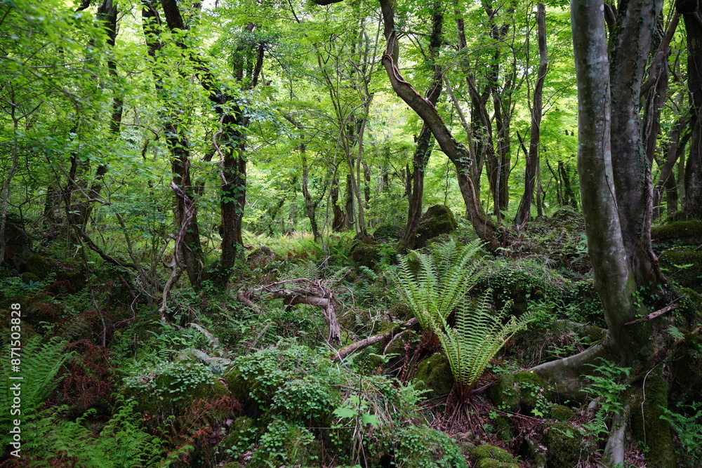fresh ferns and old trees in deep forest fresh ferns and old trees in deep forest