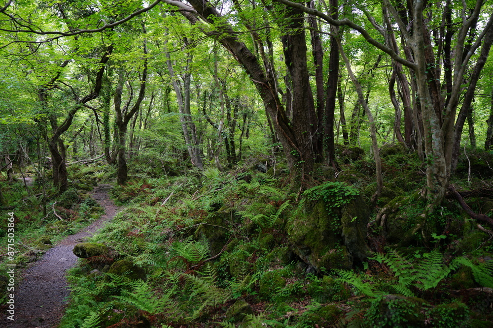 Fototapeta premium forest pathway through ferns and old trees