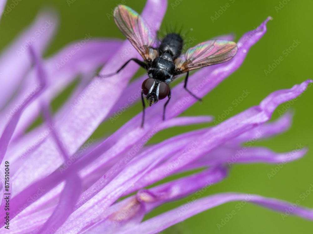 Fliege Fliege