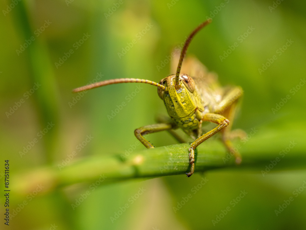 Fototapeta premium Grashüpfer