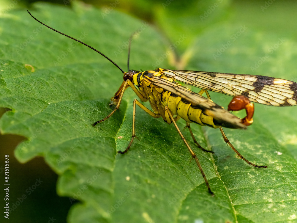 Fototapeta premium Skorpionsfliege