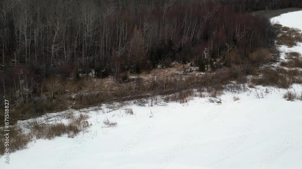 Grey wolf lopes across snowy frozen lake shoreline, winter aerial Grey wolf lopes across snowy frozen lake shoreline, winter aerial