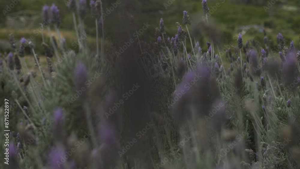 Lavender plantation is an aromatic crop of purple flowers, valued for its beauty and therapeutic properties. Lavender plantation is an aromatic crop of purple flowers, valued for its beauty and therapeutic properties.