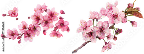 Wallpaper Mural Beautiful pink cherry blossoms in full bloom, isolated on white background, perfect for spring-themed designs and decorations. Torontodigital.ca