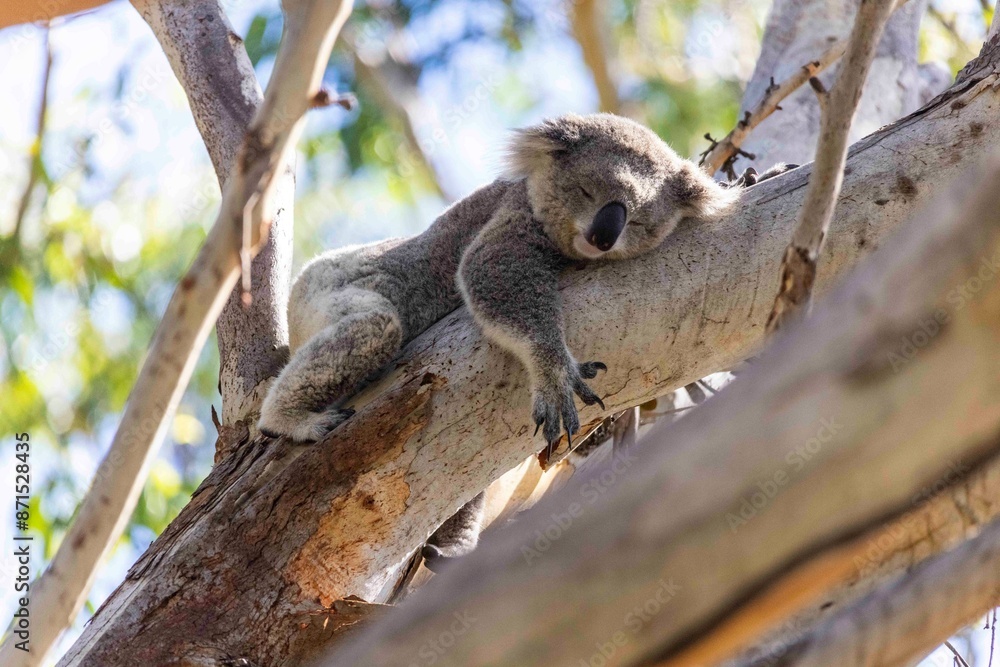 Koala in tree Koala in tree