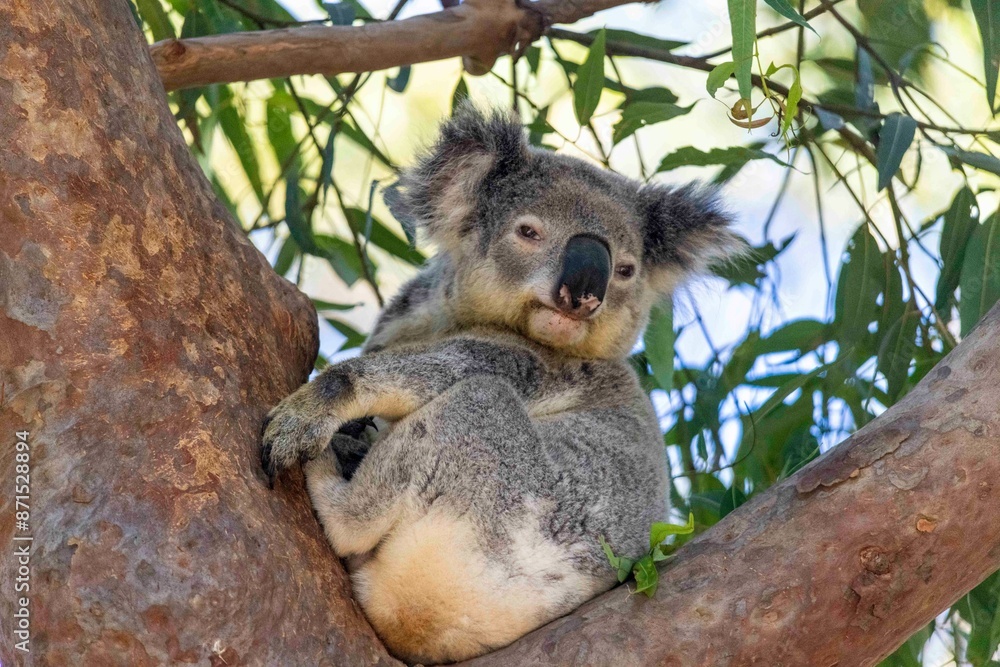 Fototapeta premium Koala in tree