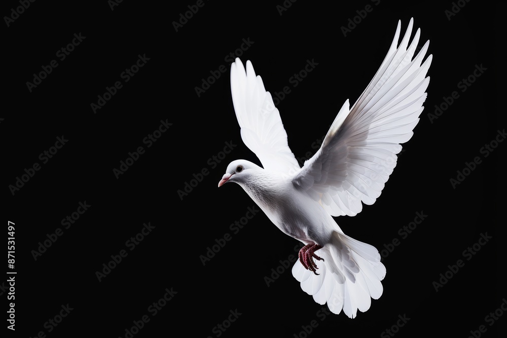 Obraz premium Majestic white dove in flight, highlighted against a black background, embodying the spirit of peace and liberation, ideal for peace-themed projects