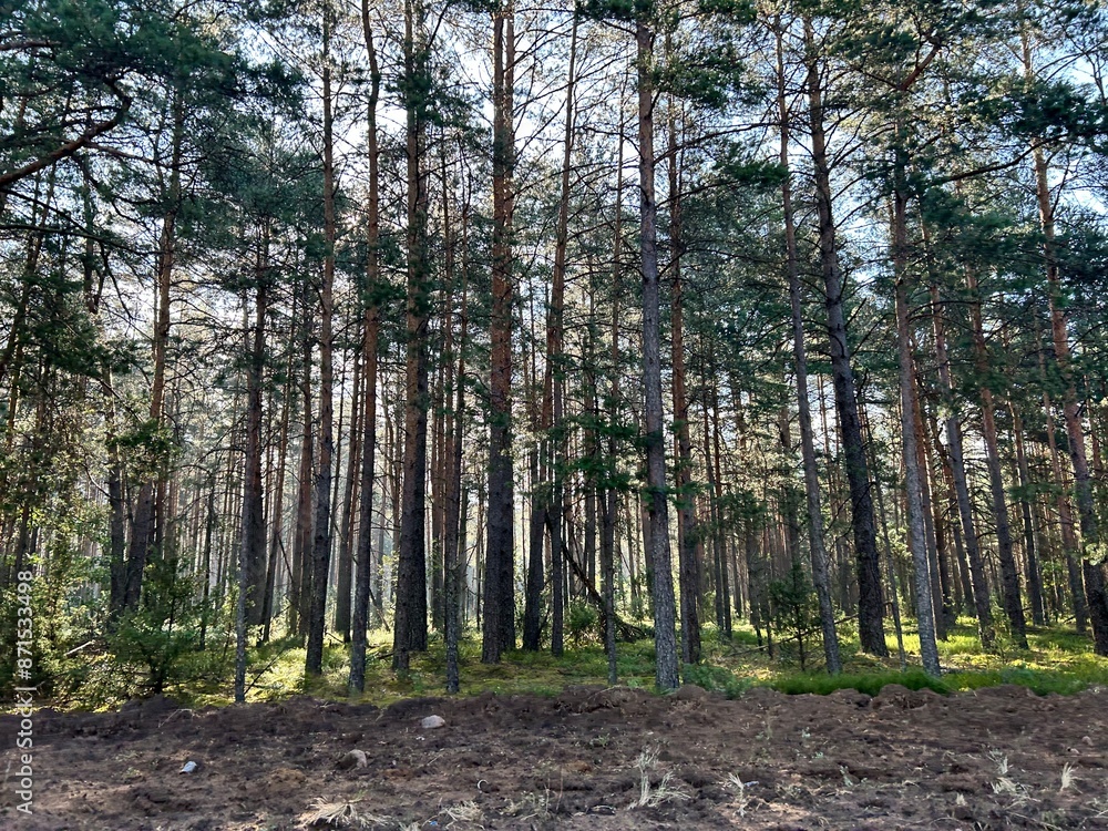 Obraz premium photo of a beautiful wild forest with glimpses of the morning sun