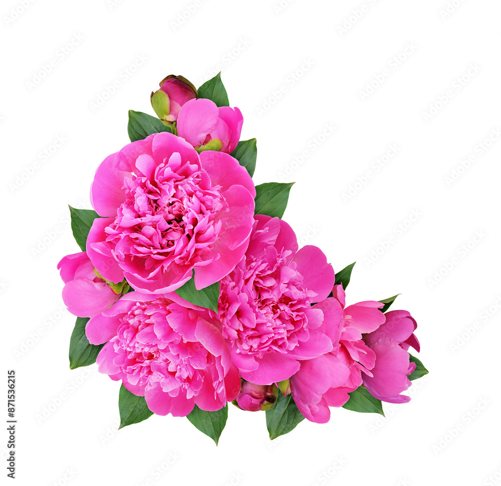 Fototapeta premium Pink peony flowers in a corner floral arrangement isolated on white or transparent background