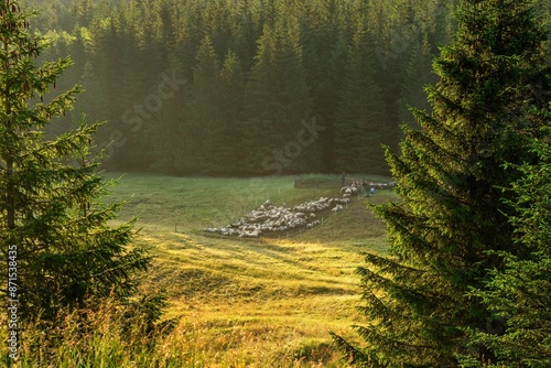 Fototapeta Naklejka Na Ścianę i Meble -  Wypas owiec w Tatrach na polanie w okolicy Kalatówek wczesnym porankiem