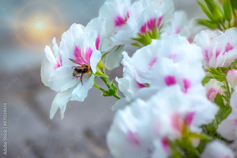 Fototapeta premium Single colorful garden flowers close-up.