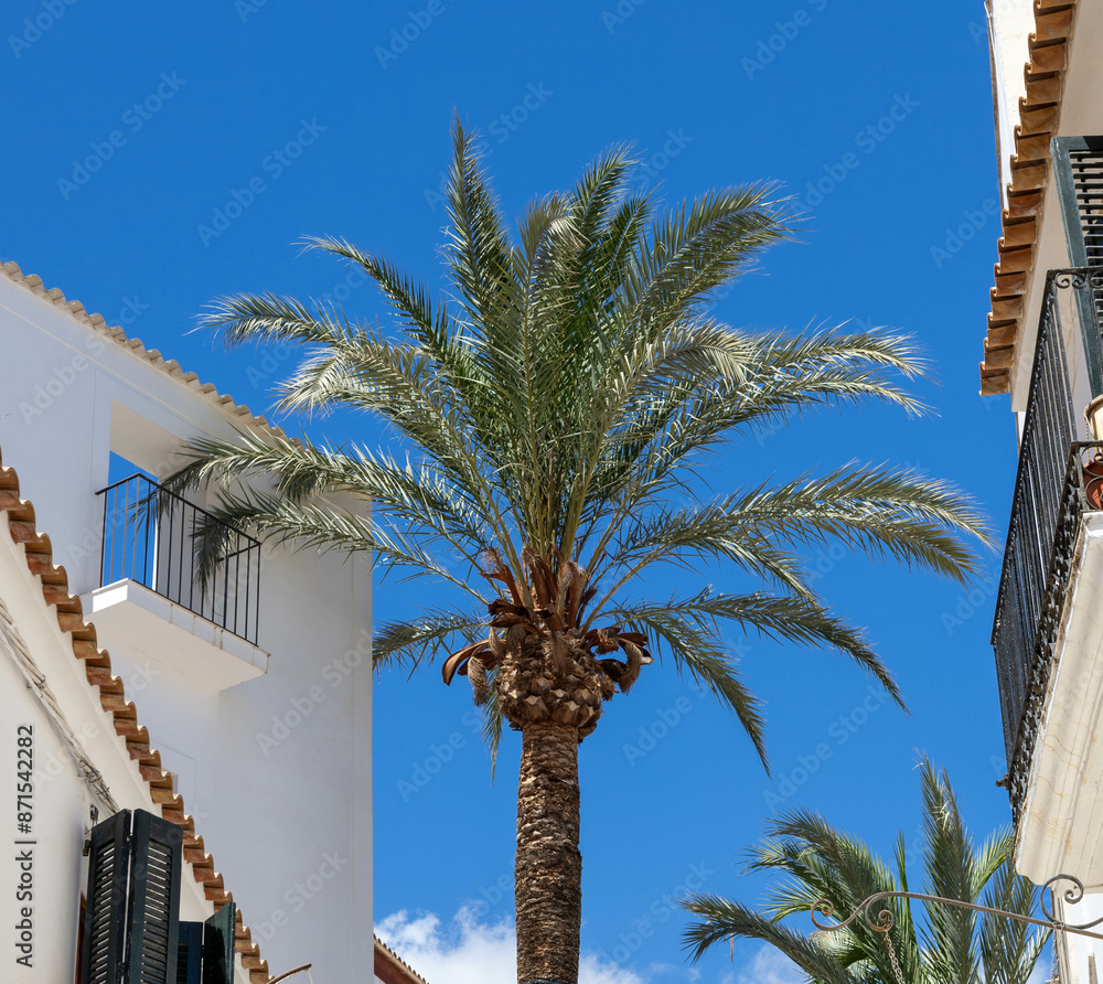 Palm trees and balconies in Ibiza city. Palm trees and balconies in Ibiza city.