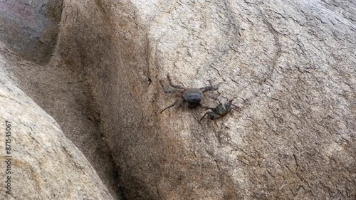 Two Natal thin shelled rock crabs have conflict on seaside boulder photo