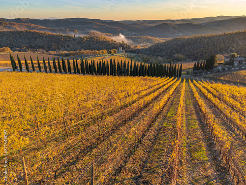 vineyards of Albola on the heights of Radda in Chianti photo