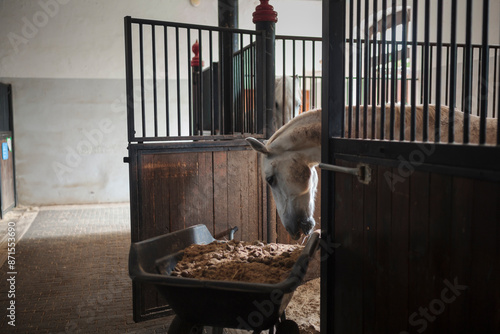 Fotografía Beautiful Lippizaner Horse in a stable in Lipica, Slovenia