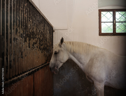 Konstfotografi Lipizzan horse in the oldest stable
