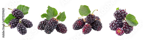 Black ripe mulberry fruit isolated on transparent background, fiber polyphenol flavonoid anthocyanin photo