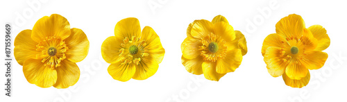 Four yellow buttercup flowers isolated on transparent background, petals stamen pistil pollen