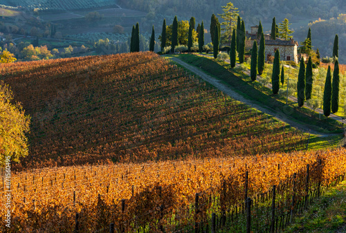 a farmhouse and a red vine in the countryside of Radda in Chianti photo