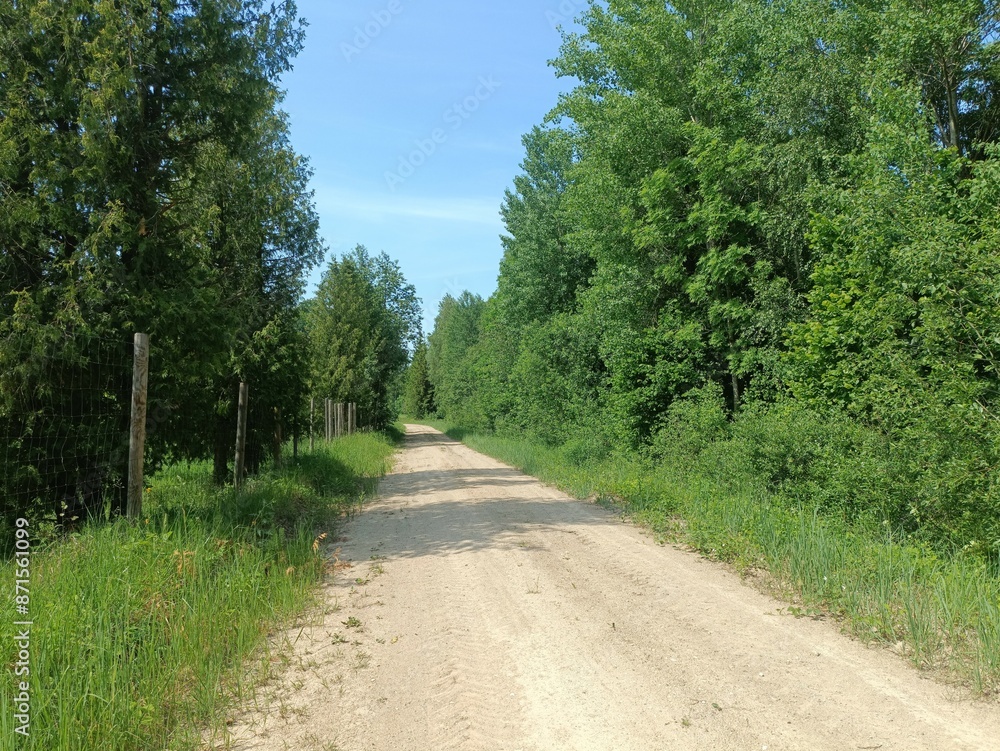 Road in forest in Siauliai county during sunny summer day. Oak and birch tree woodland. Sunny day with white clouds in blue sky. Bushes are growing in woods. Sandy road. Nature. Summer season. Miskas. Road in forest in Siauliai county during sunny summer day. Oak and birch tree woodland. Sunny day with white clouds in blue sky. Bushes are growing in woods. Sandy road. Nature. Summer season. Miskas.