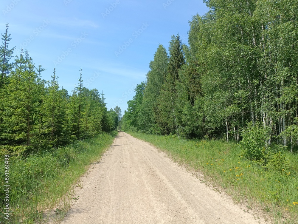 Road in forest in Siauliai county during sunny summer day. Oak and birch tree woodland. Sunny day with white clouds in blue sky. Bushes are growing in woods. Sandy road. Nature. Summer season. Miskas. Road in forest in Siauliai county during sunny summer day. Oak and birch tree woodland. Sunny day with white clouds in blue sky. Bushes are growing in woods. Sandy road. Nature. Summer season. Miskas.