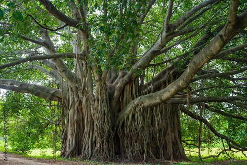 Photos Banyon tree Ficus benghalensis or Indian banyan the national tree of India