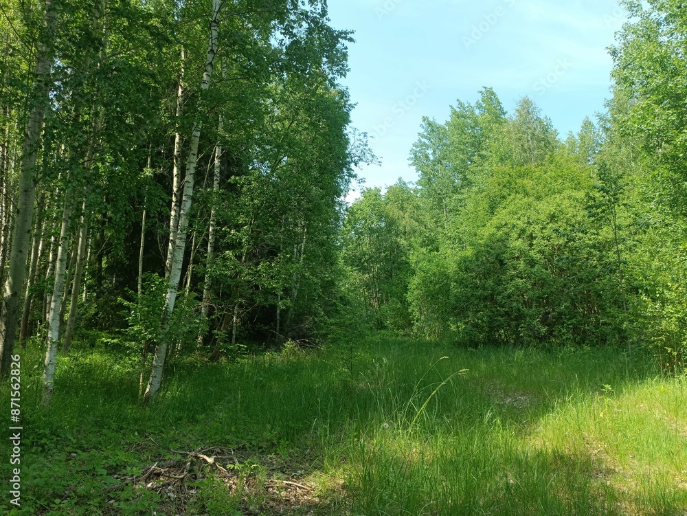 Forest in Siauliai county during sunny summer day. Oak and birch tree woodland. Sunny day with white clouds in blue sky. Bushes are growing in woods. Nature. Miskas. Forest in Siauliai county during sunny summer day. Oak and birch tree woodland. Sunny day with white clouds in blue sky. Bushes are growing in woods. Nature. Miskas.