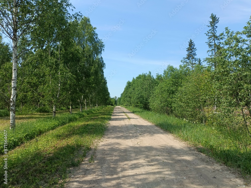Road in forest in Siauliai county during sunny summer day. Oak and birch tree woodland. Sunny day with white clouds in blue sky. Bushes are growing in woods. Sandy road. Nature. Summer season. Miskas. Road in forest in Siauliai county during sunny summer day. Oak and birch tree woodland. Sunny day with white clouds in blue sky. Bushes are growing in woods. Sandy road. Nature. Summer season. Miskas.