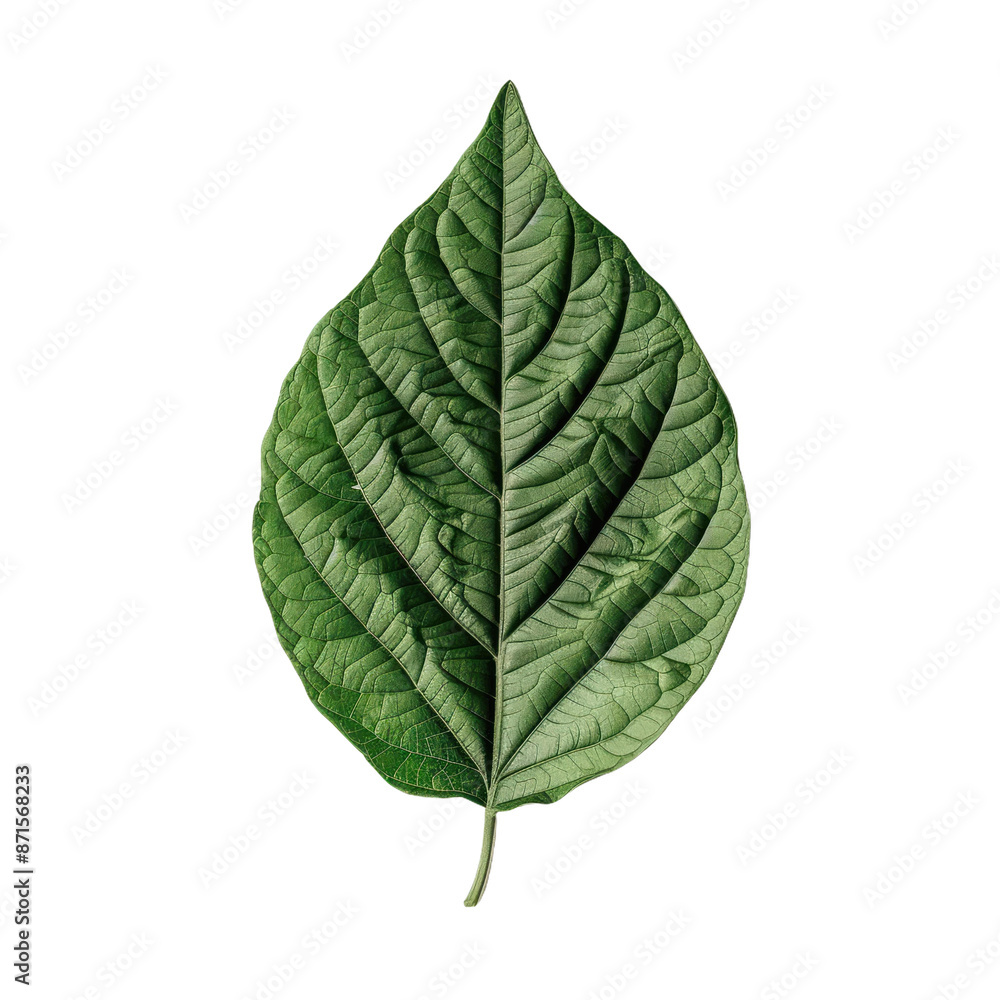 Obraz premium Detailed Macro Photograph of a Lush Green Leaf with Prominent Veins and Texture