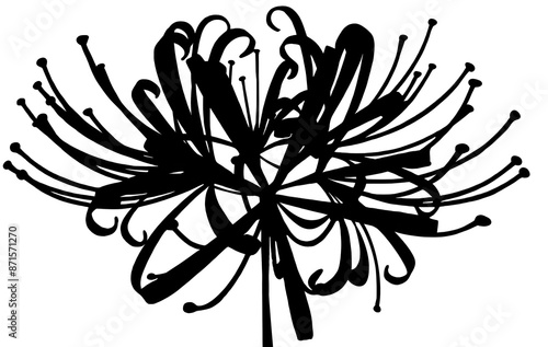 higanbana flower or red spider lily flower in black line art silhouette style illustration 
