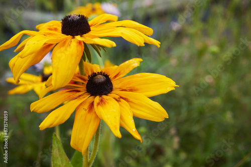  Rudbekia błyskotliwa 