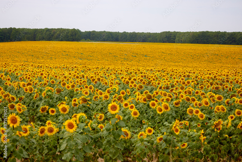 an agricultural field with a crop of sunflowers an agricultural field with a crop of sunflowers