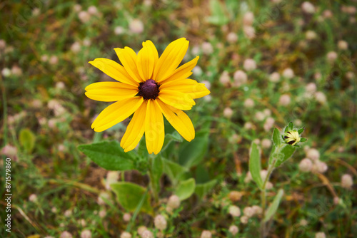  Rudbekia błyskotliwa 