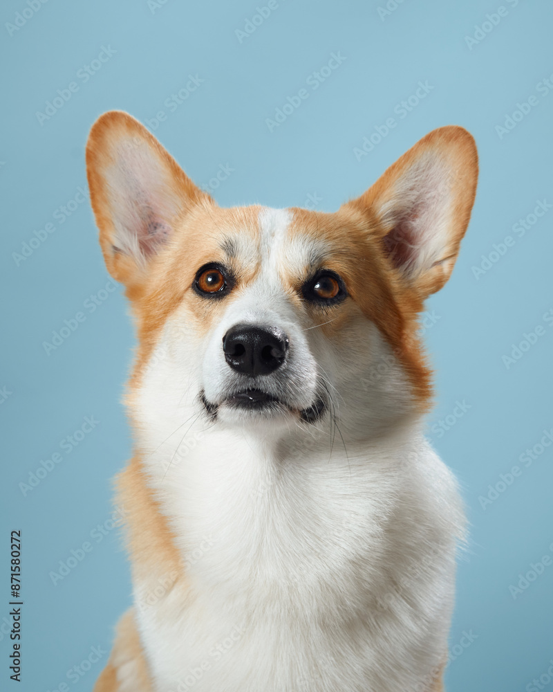 A vigilant Pembroke Welsh Corgi dog with alert ears and soulful eyes against a gentle blue background, embodying the breed intelligent and watchful nature A vigilant Pembroke Welsh Corgi dog with alert ears and soulful eyes against a gentle blue background, embodying the breed intelligent and watchful nature