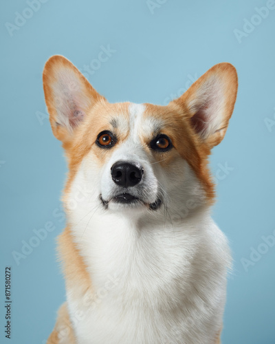 A vigilant Pembroke Welsh Corgi dog with alert ears and soulful eyes against a gentle blue background, embodying the breed intelligent and watchful nature