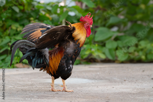 Rooster is standing on the floor and moving the wing.Selective focus.