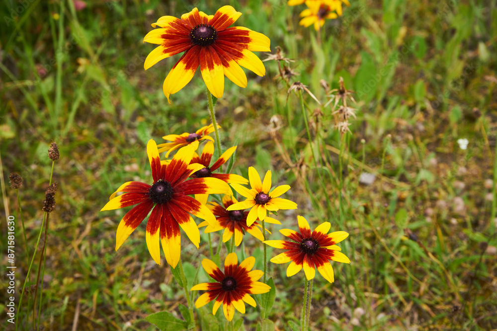 Rudbekia ,Rudbeckia L.,Rudbekia owłosiona ,Rudbeckia hirtakwiat Rudbekia ,Rudbeckia L.,Rudbekia owłosiona ,Rudbeckia hirtakwiat