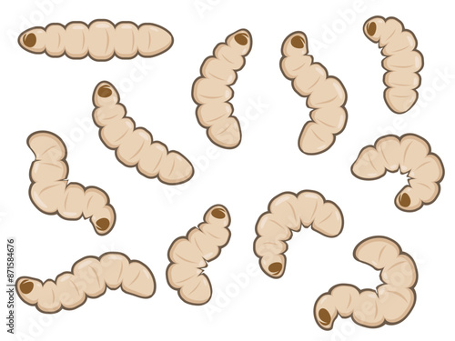 Hand drawn black soldier fly maggots worms illustration