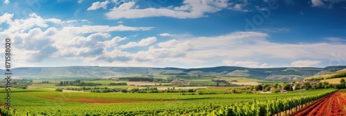 Vineyard Landscape Under Blue Sky © Nice Seven