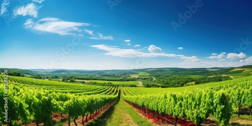 Wallpaper Mural Vineyard Landscape under a Blue Sky Torontodigital.ca