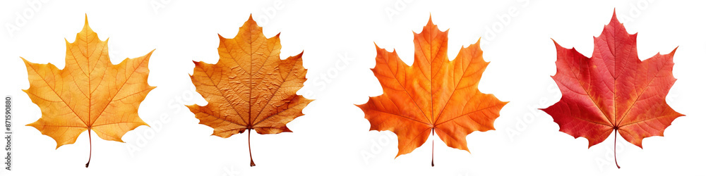 Autumn leaf maple plant tree png cut out element set Autumn leaf maple plant tree png cut out element set