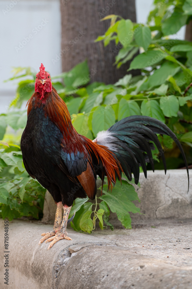Rooster is standing on the floor.Selective focus. Rooster is standing on the floor.Selective focus.