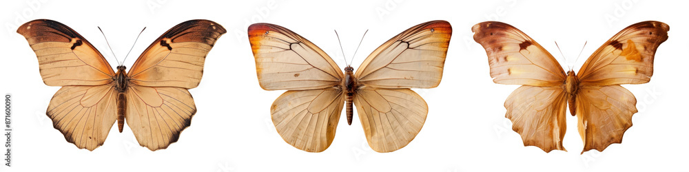 Fototapeta premium Real Pressed butterfly animal insect png cut out element set